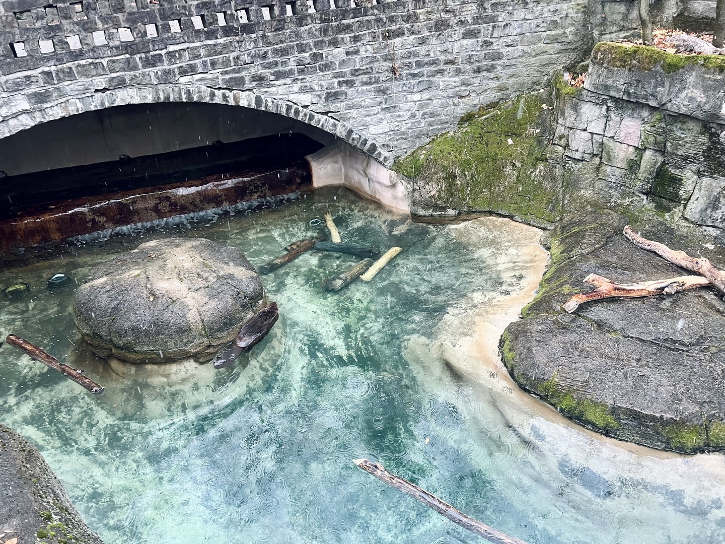 American Beaver Exhibit