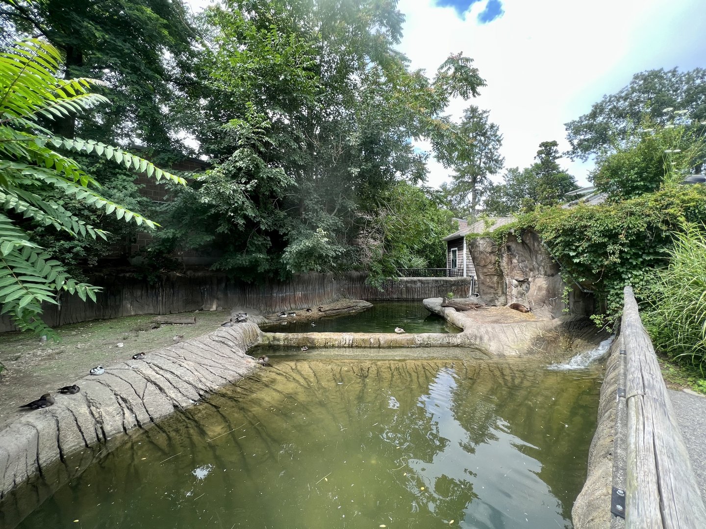 American Beaver Exhibit