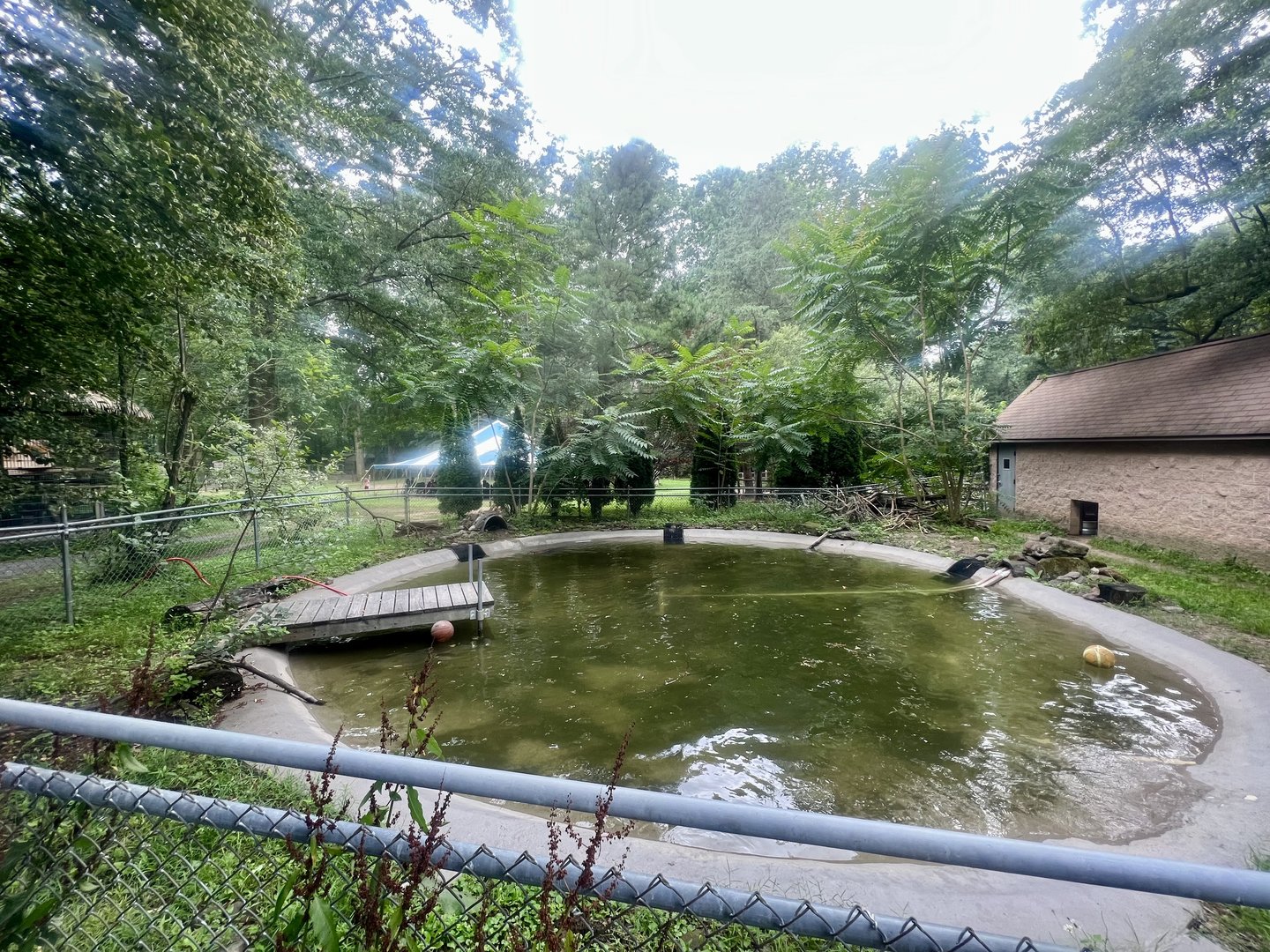 American Beaver Exhibit