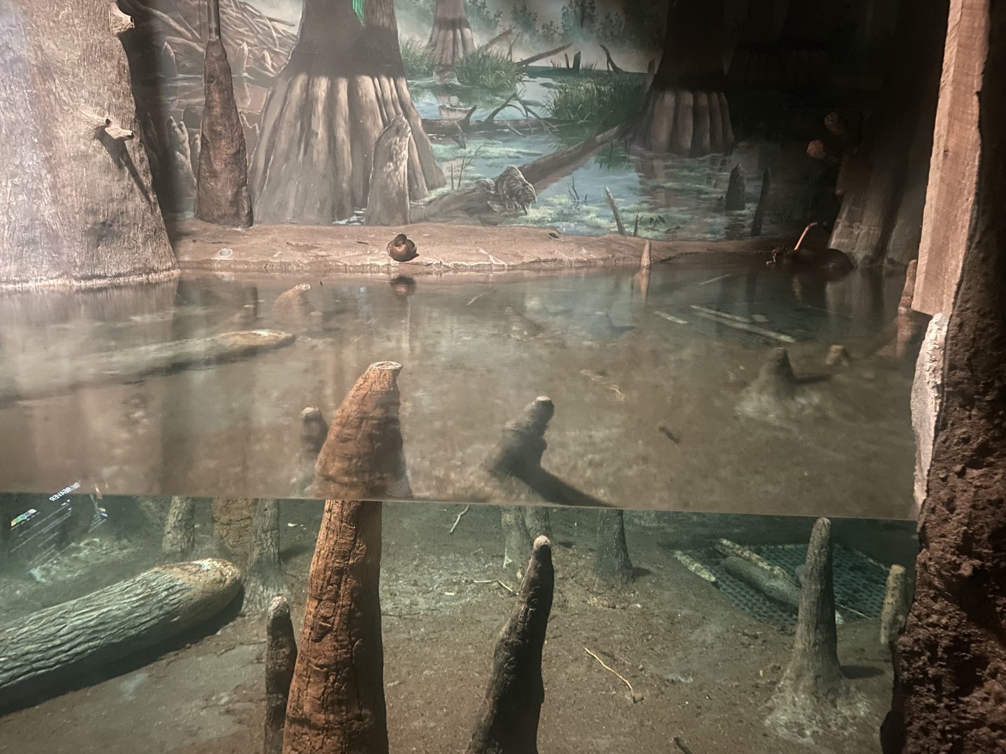 American Beaver Exhibit