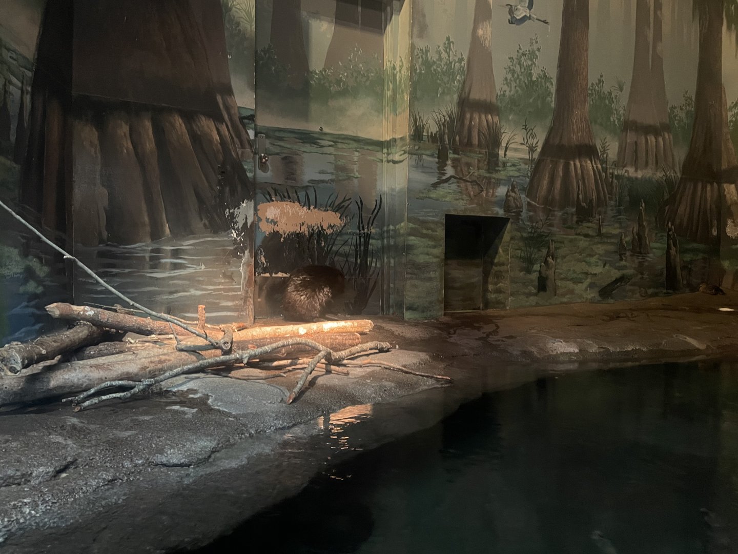 American Beaver Exhibit