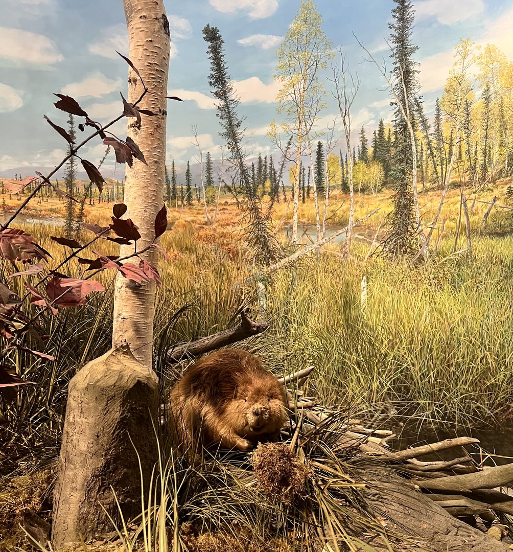 American Beaver - Interior Alaska Diorama
