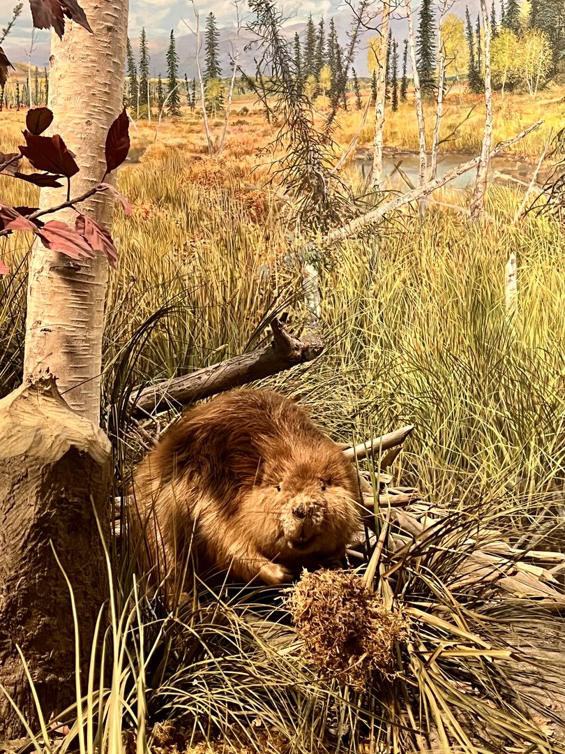 American Beaver - Interior Alaska Diorama