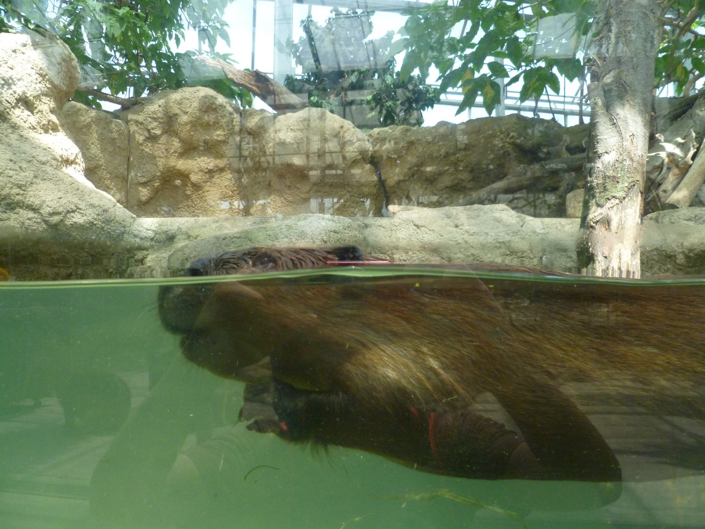 American beaver July 2016