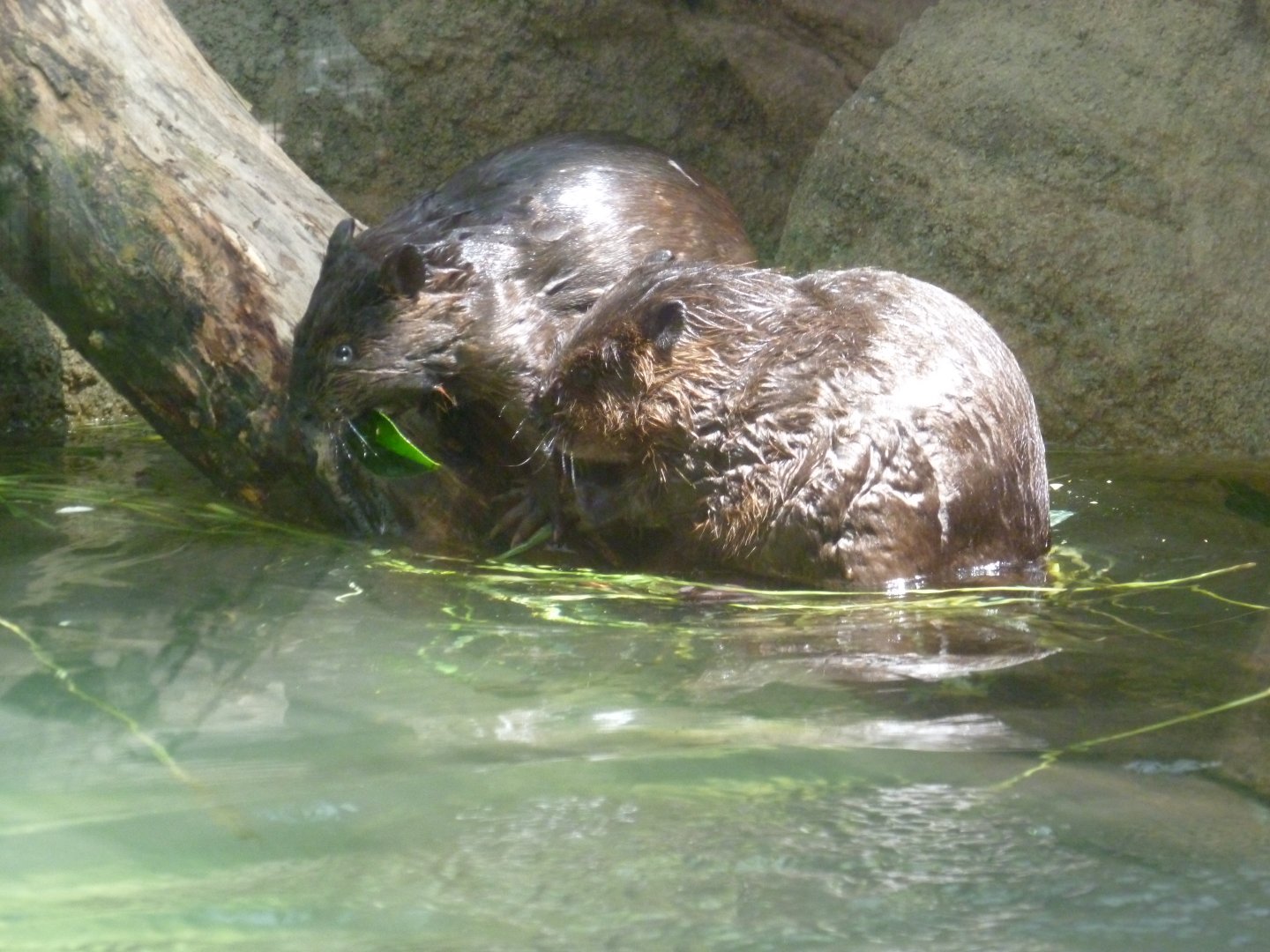 American beaver July 2016