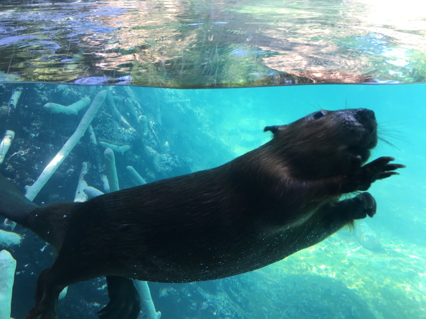 American beaver-Minnesota zoo