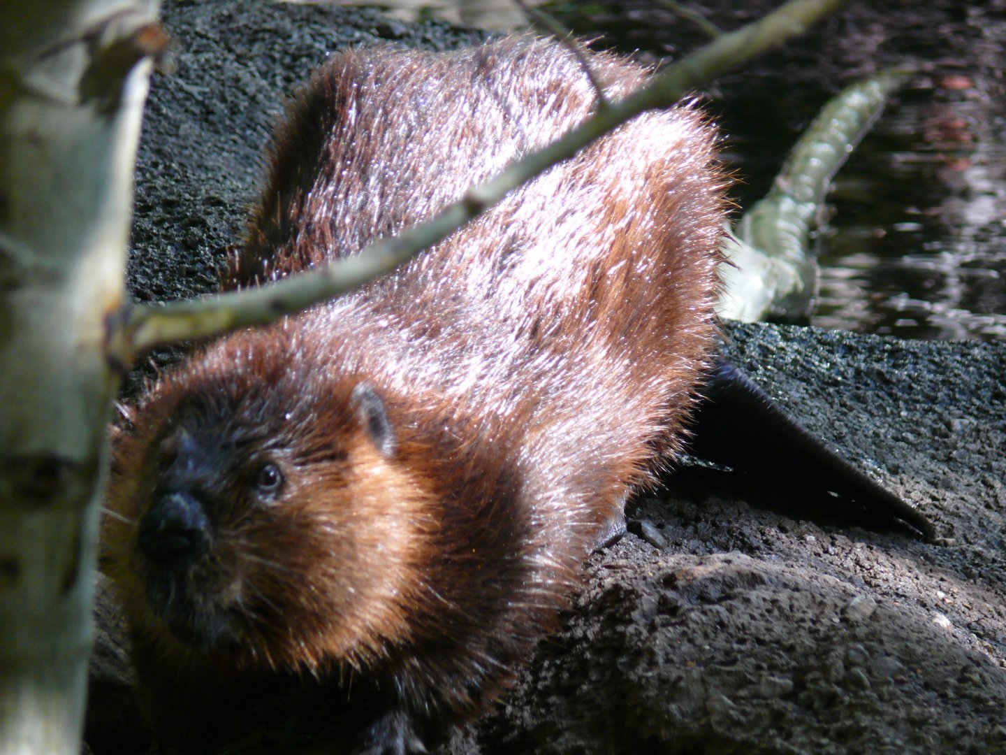 American beaver - reopening 31-08-2020