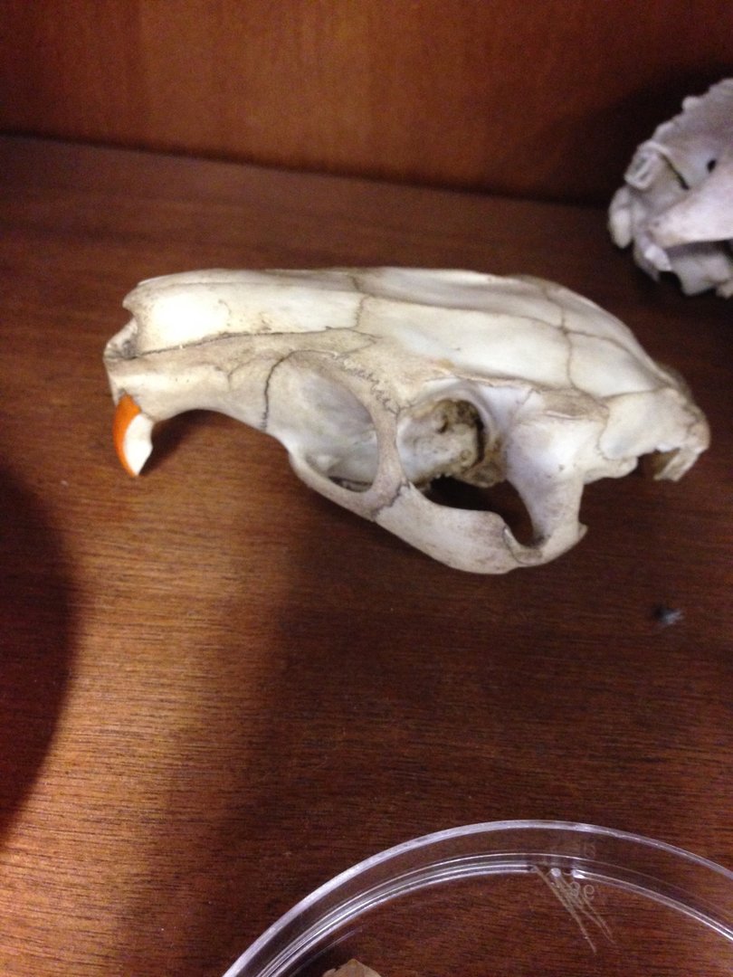 American Beaver skull—Naturally Wild Swap Shop, Houston Zoo (February 14, 2017)