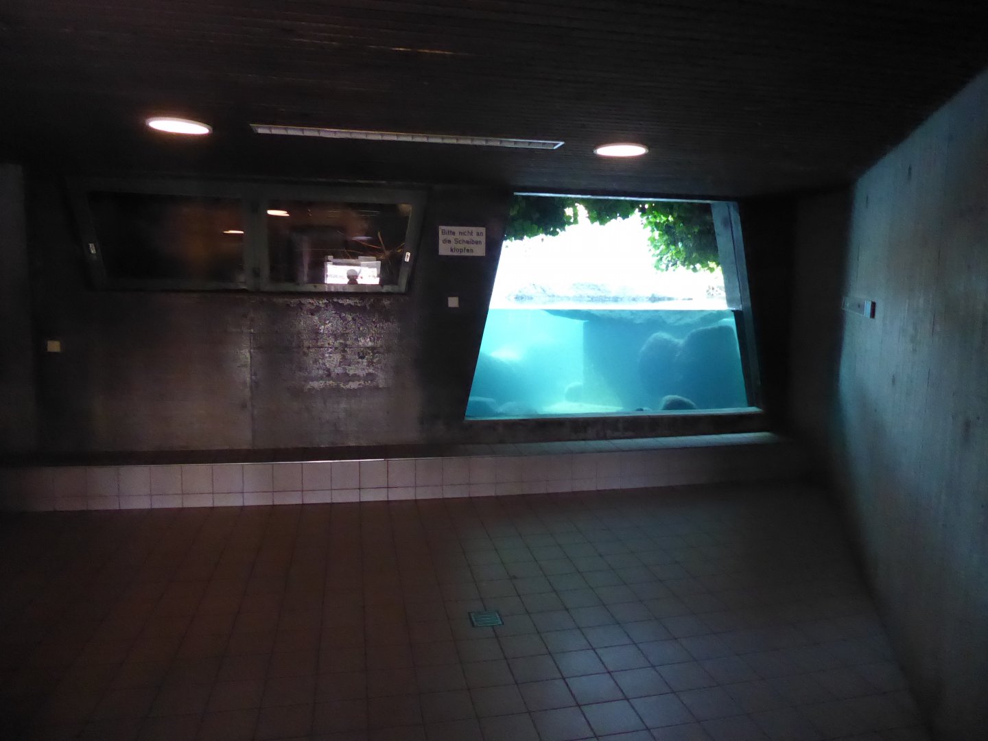 American beaver underwater viewing 011218