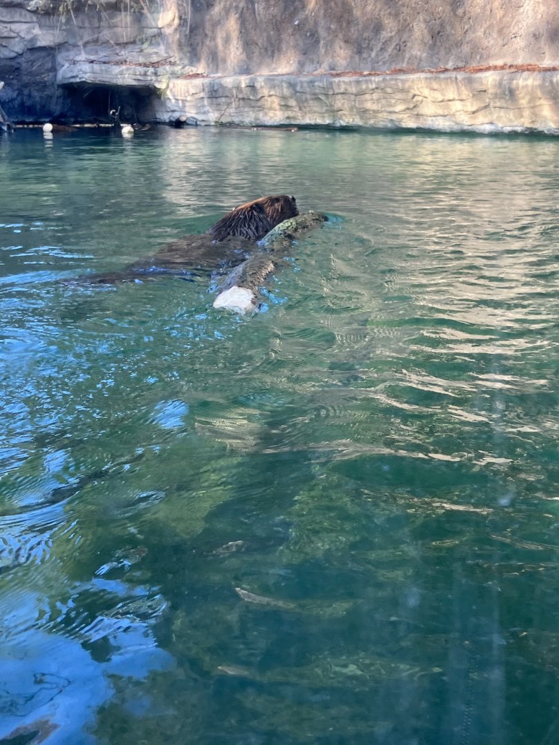 American Beaver with Log