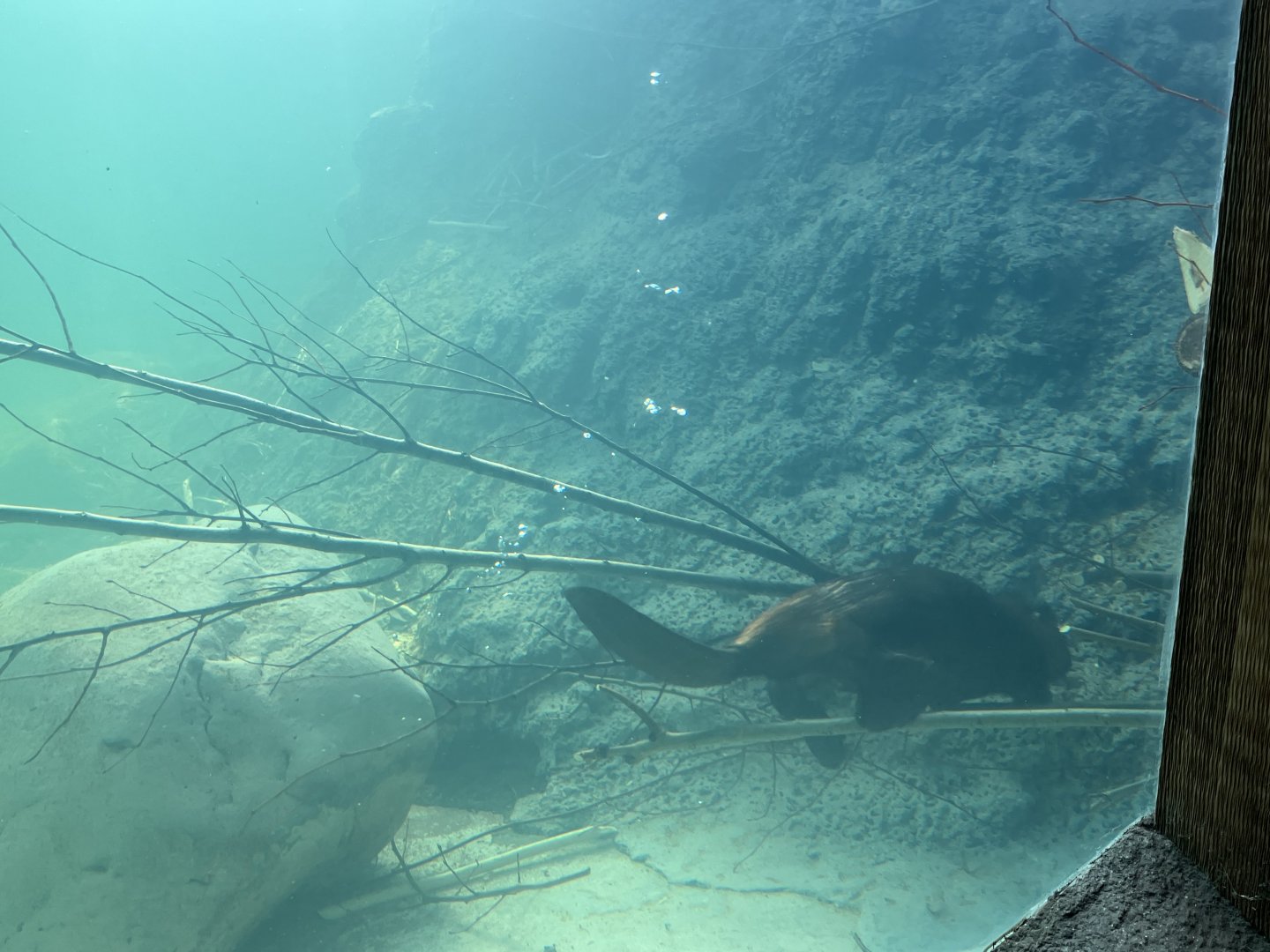 American Beaver with Stick