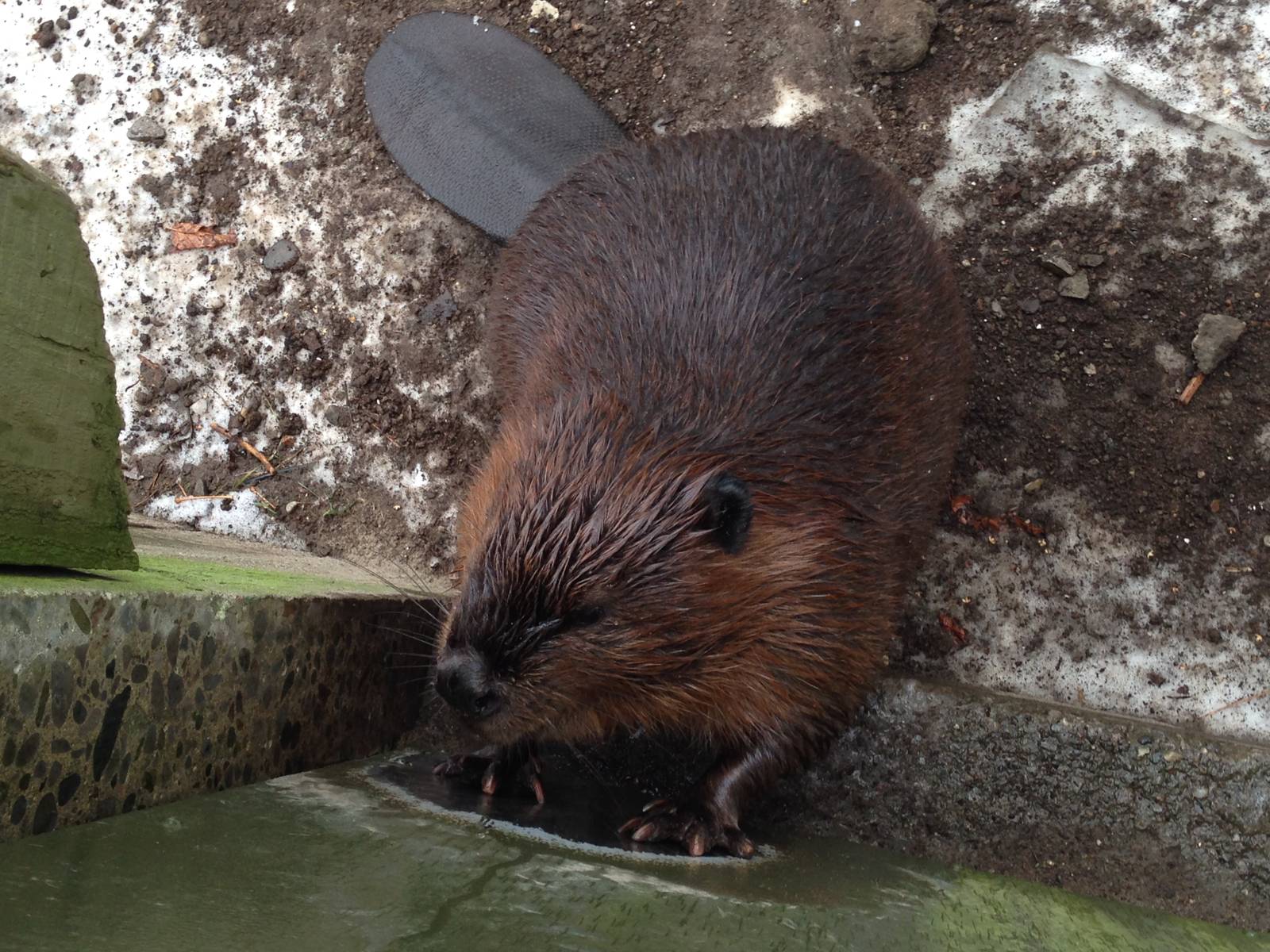 American Beaver
