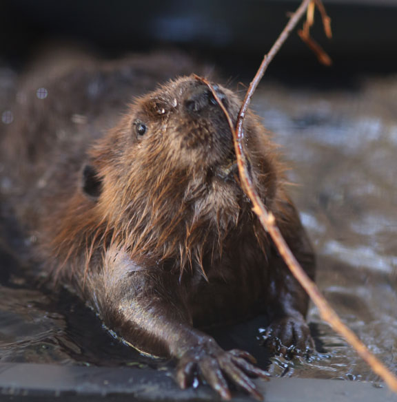 american beaver