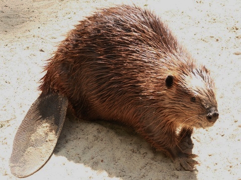 American Beaver