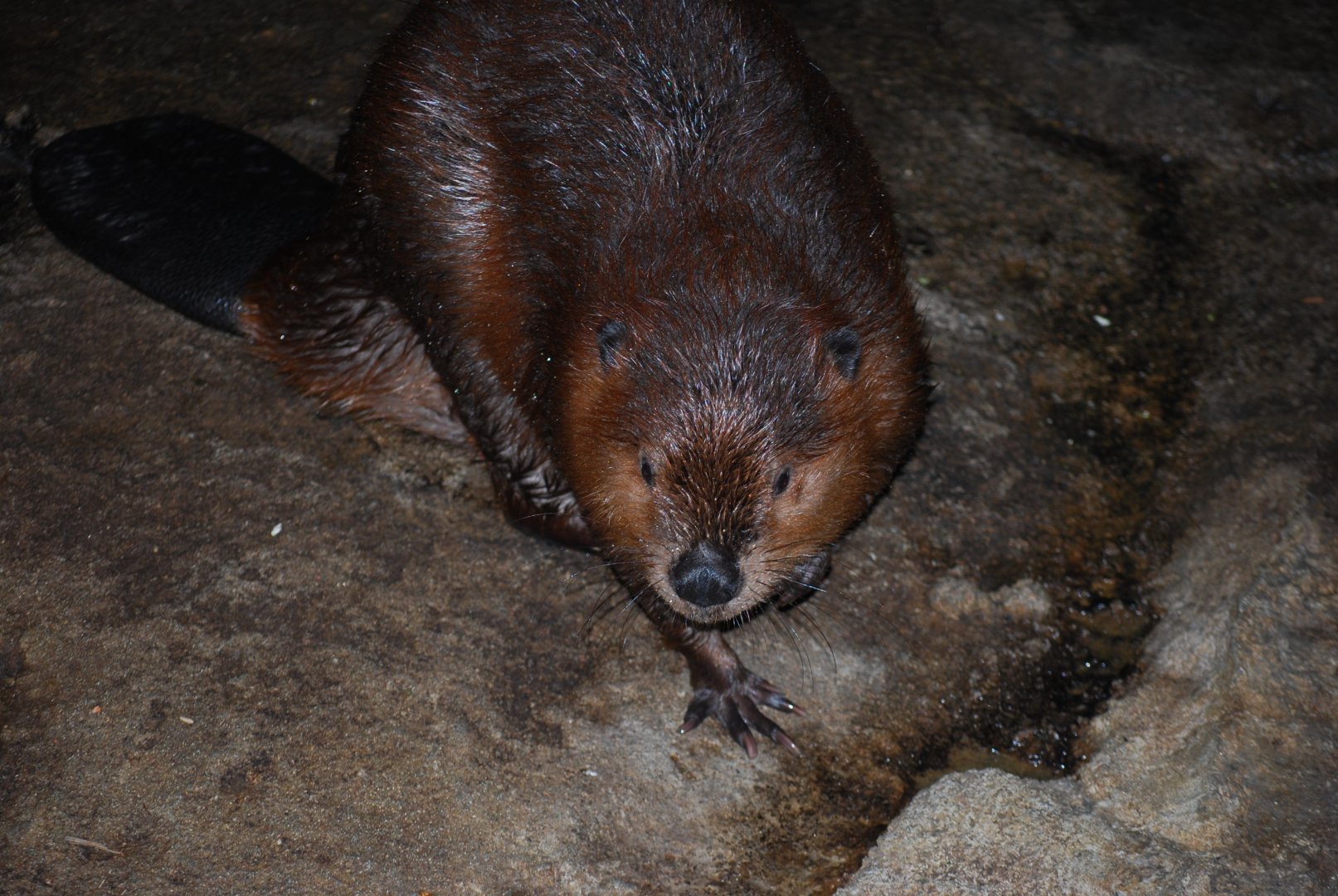 American Beaver