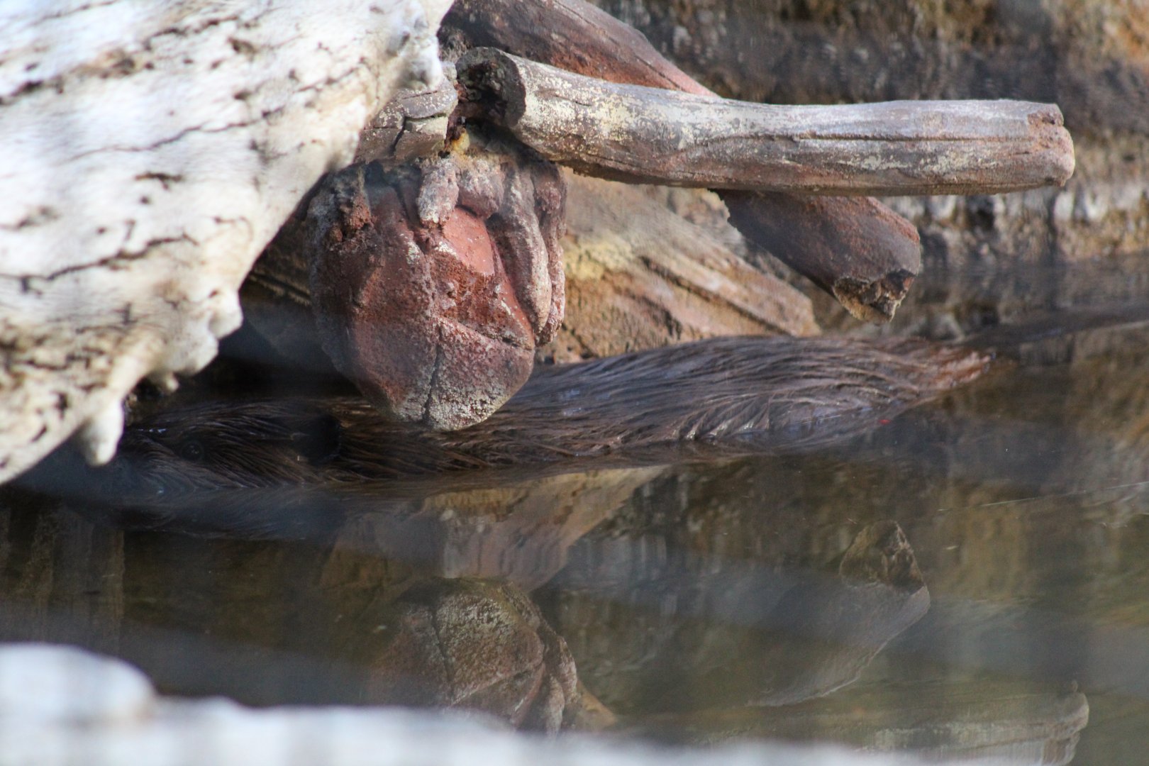 American Beaver