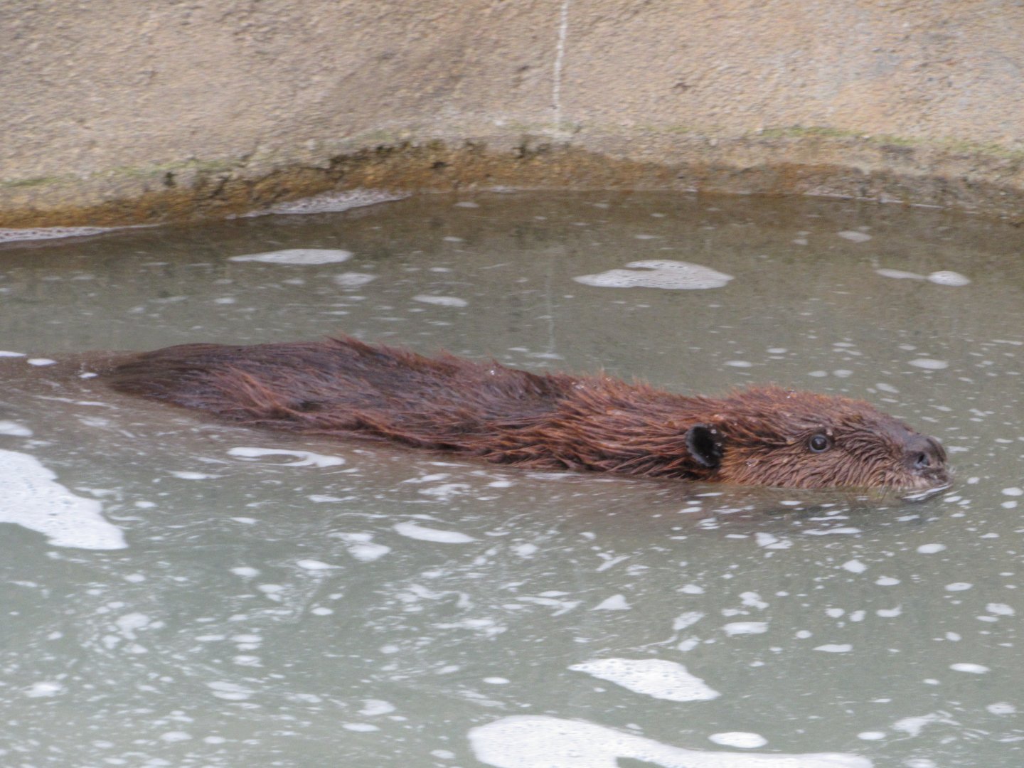 American Beaver