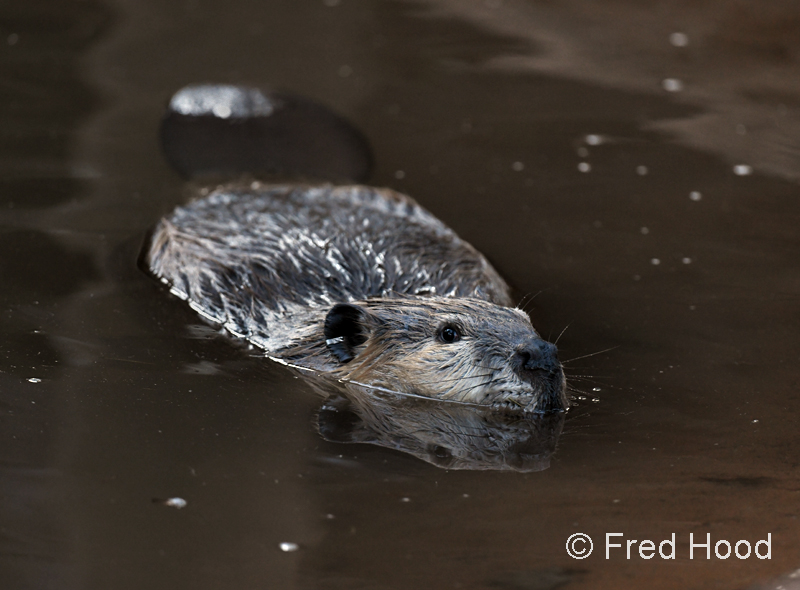 american beaver