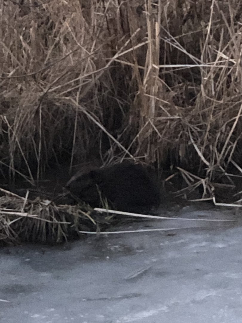 American Beaver