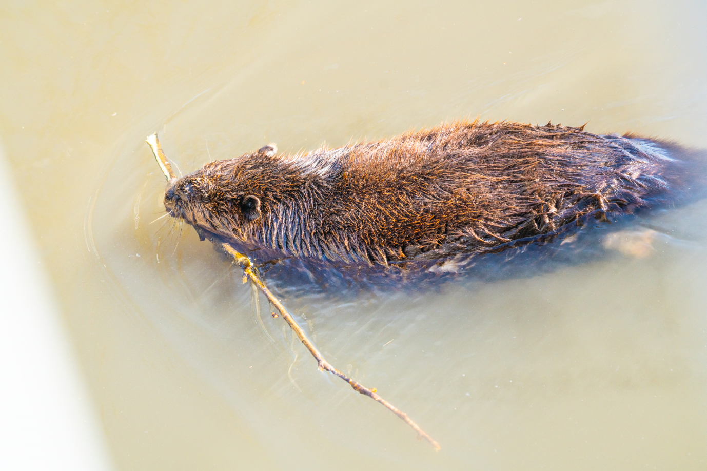 American Beaver