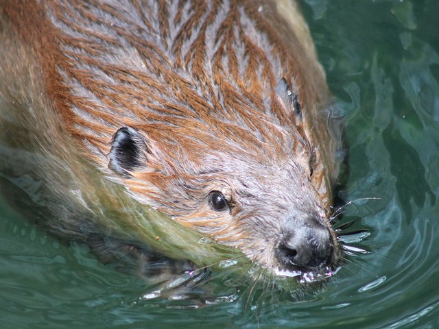 American Beaver