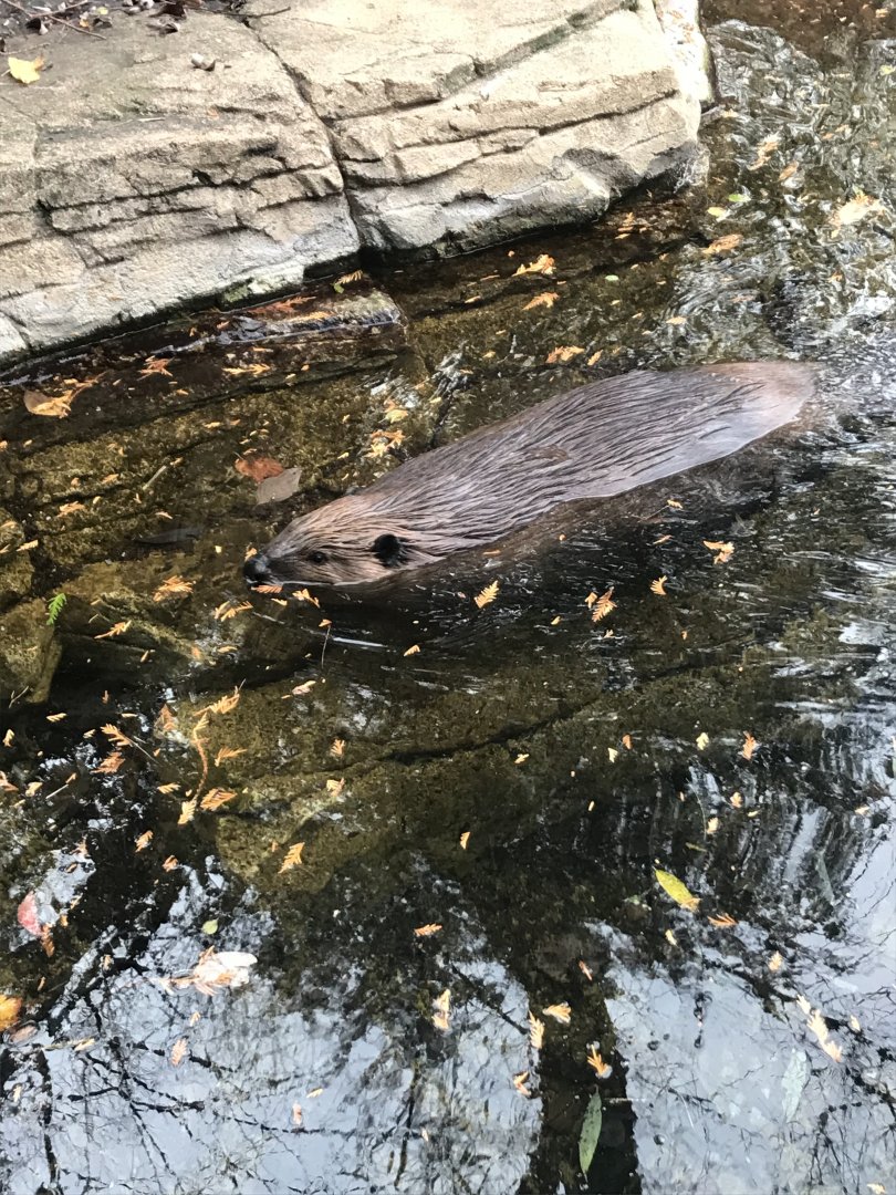 American Beaver
