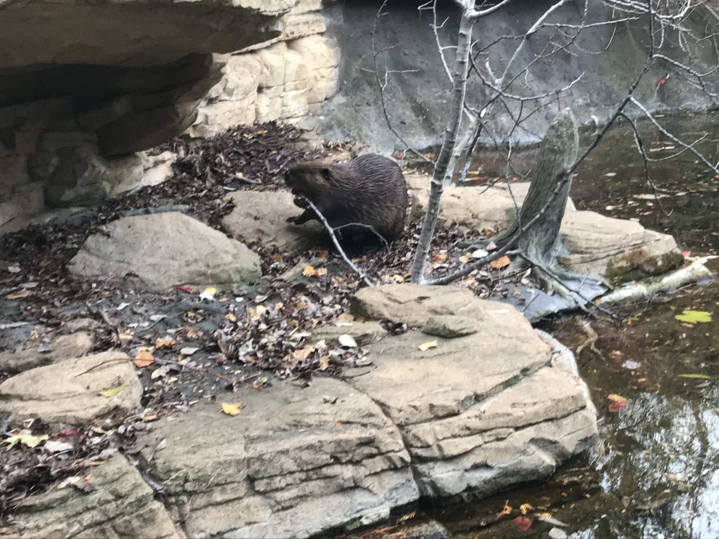 American Beaver
