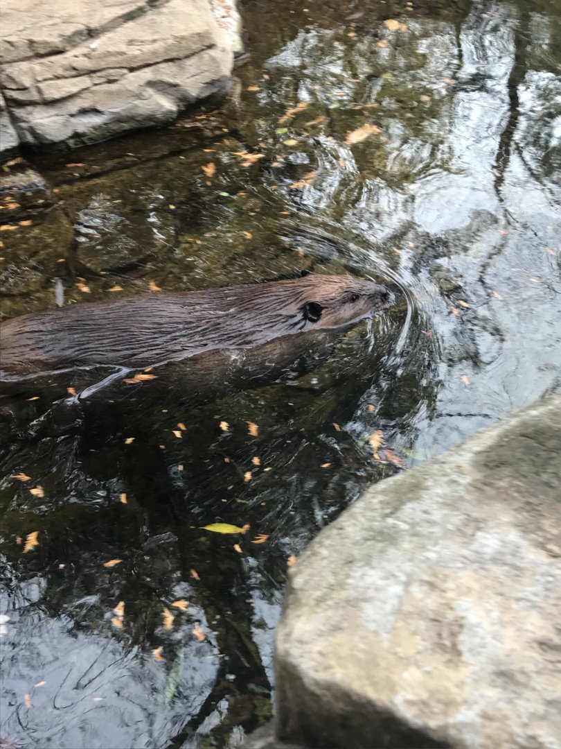 American Beaver