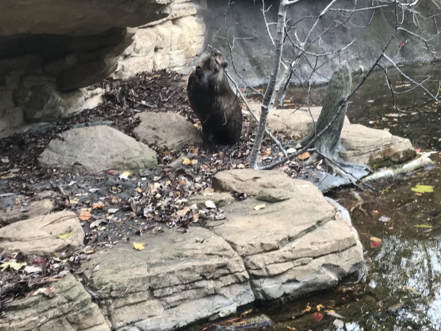 American Beaver