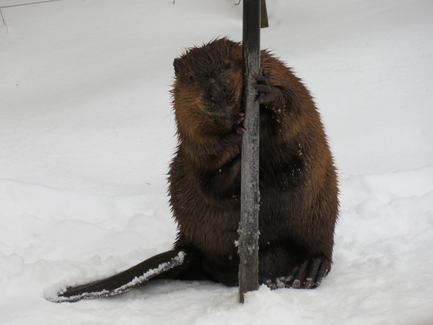 American beaver