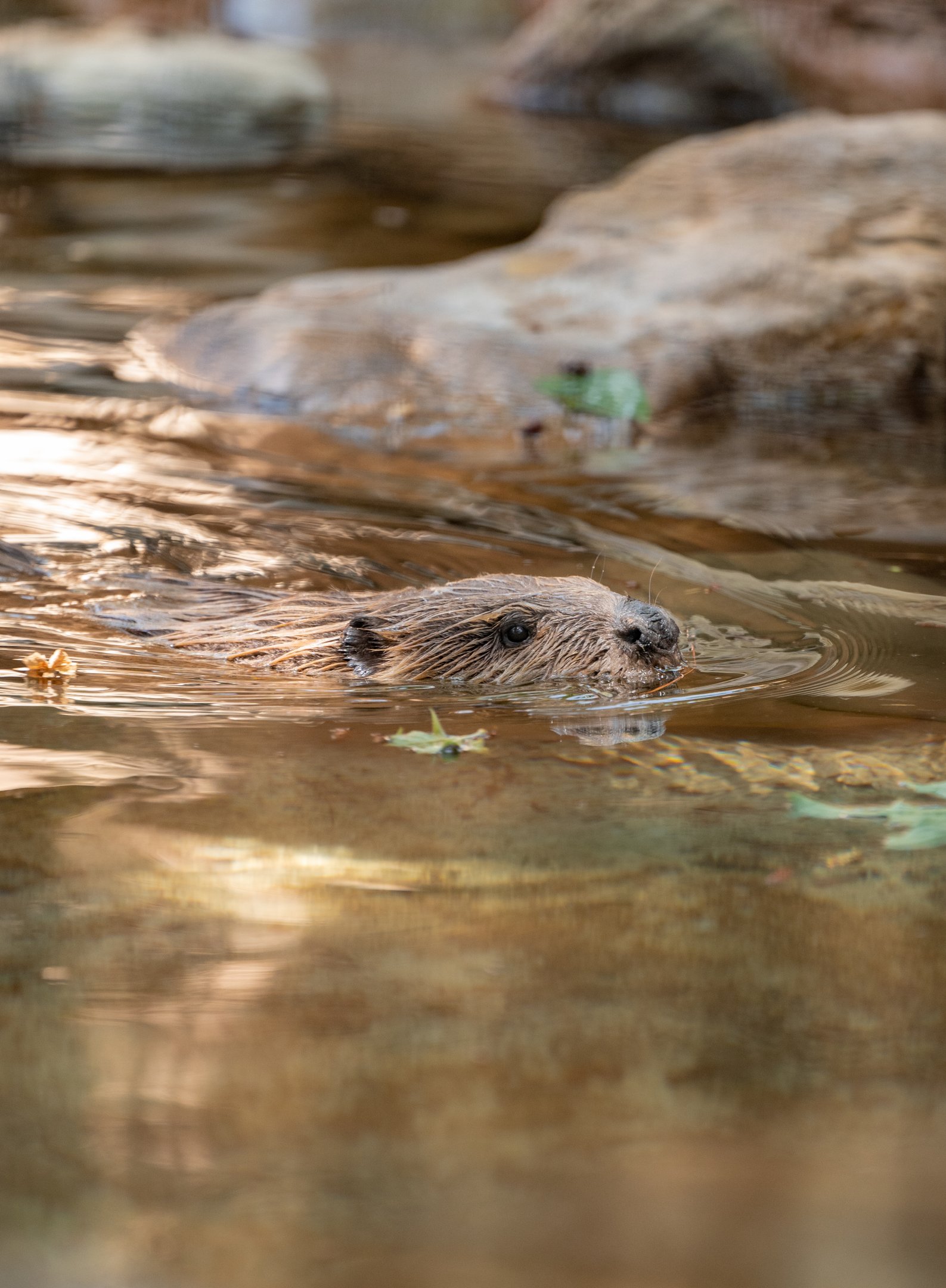 American Beaver