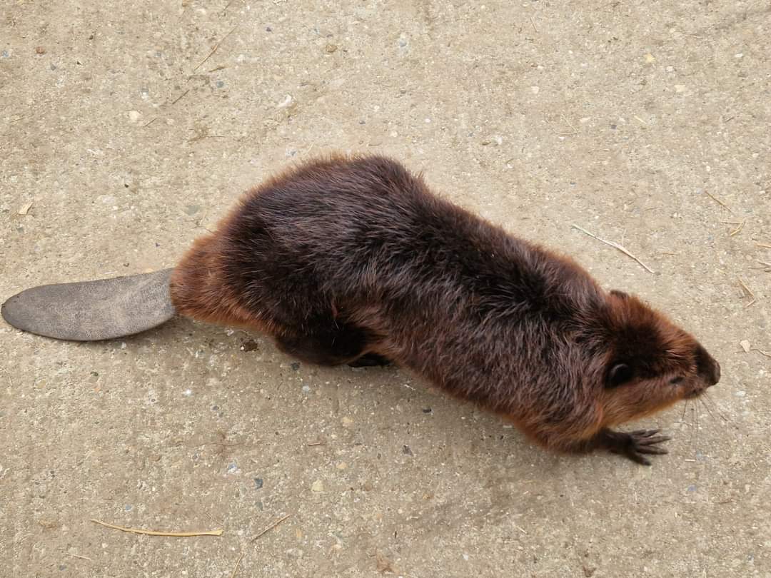 American Beaver
