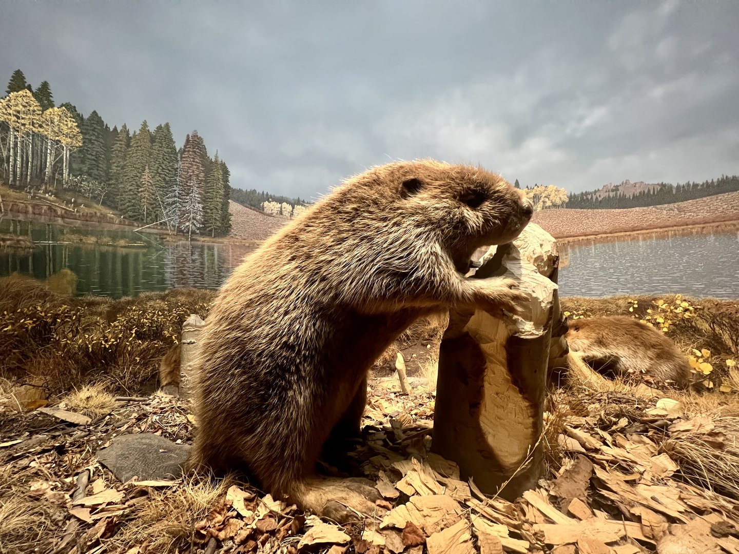 American Beaver