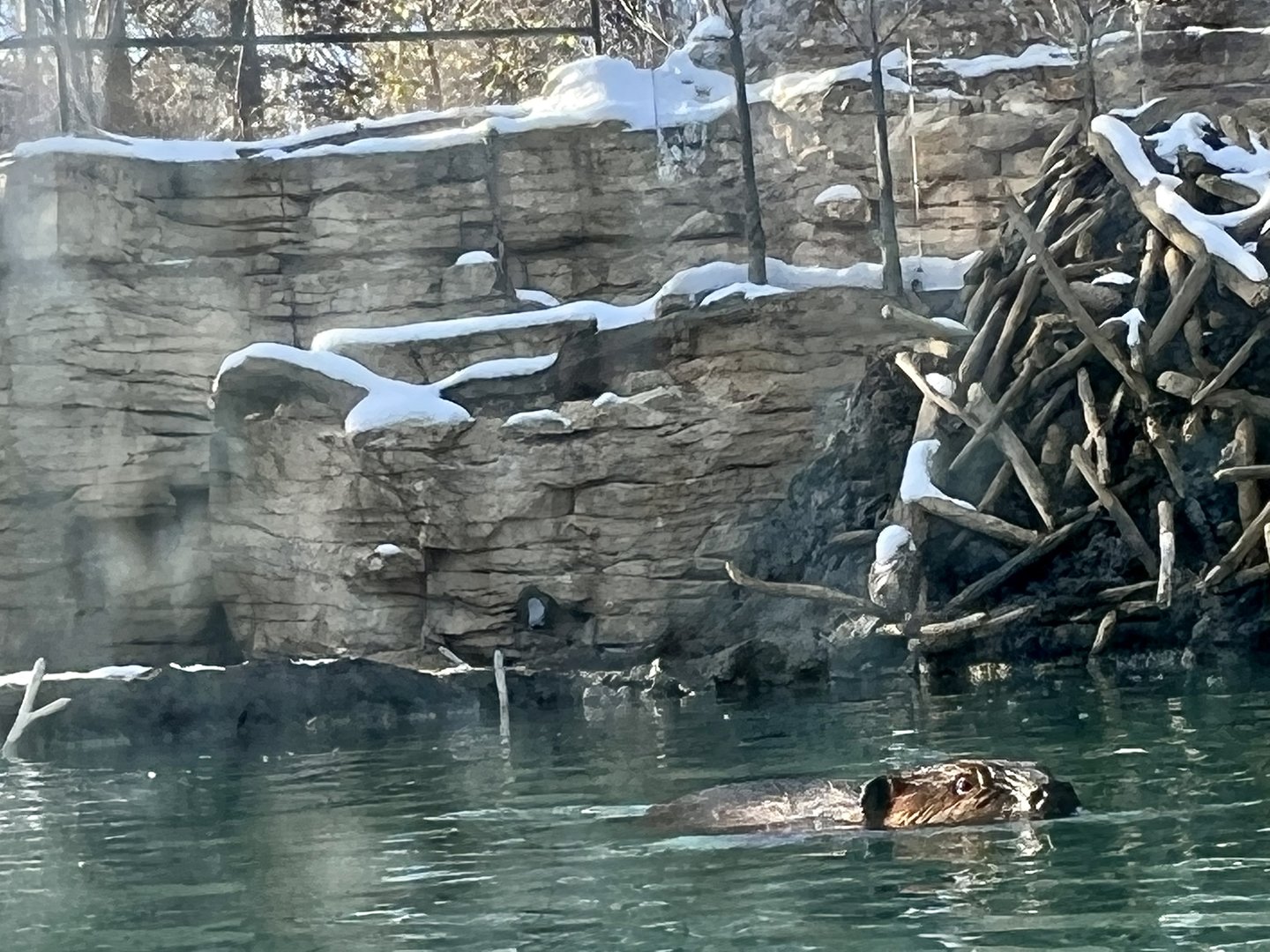 American Beaver