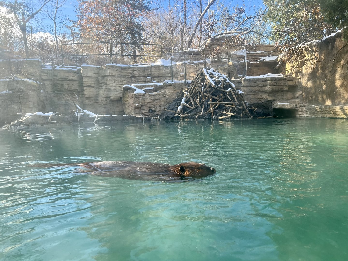 American Beaver