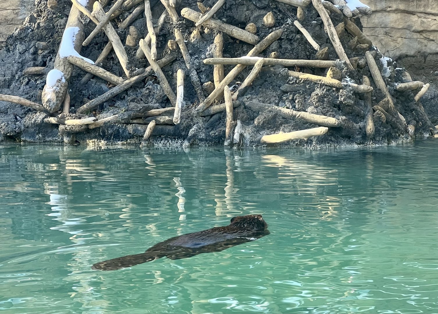 American Beaver
