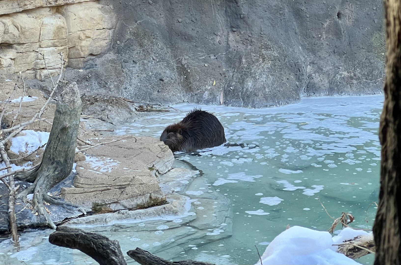 American Beaver