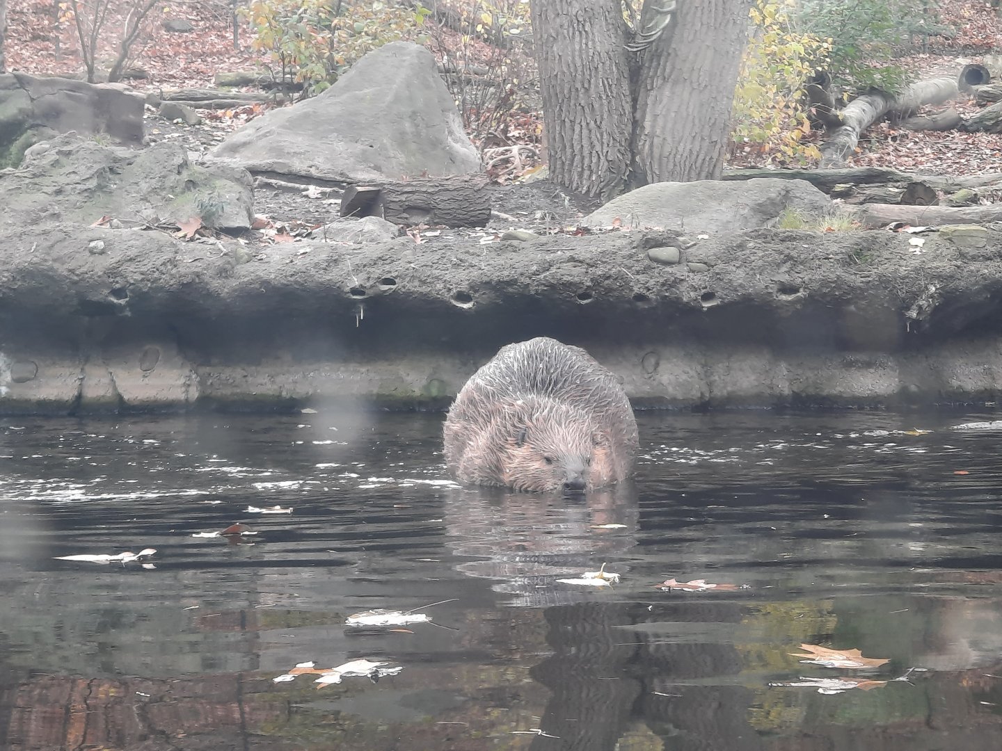 American Beaver
