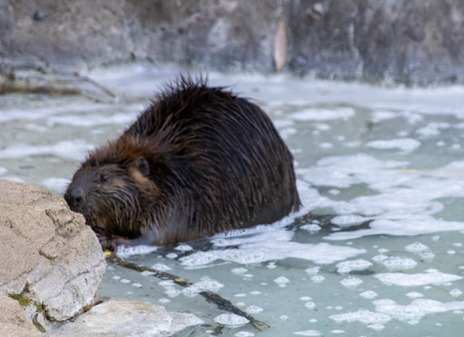 American Beaver