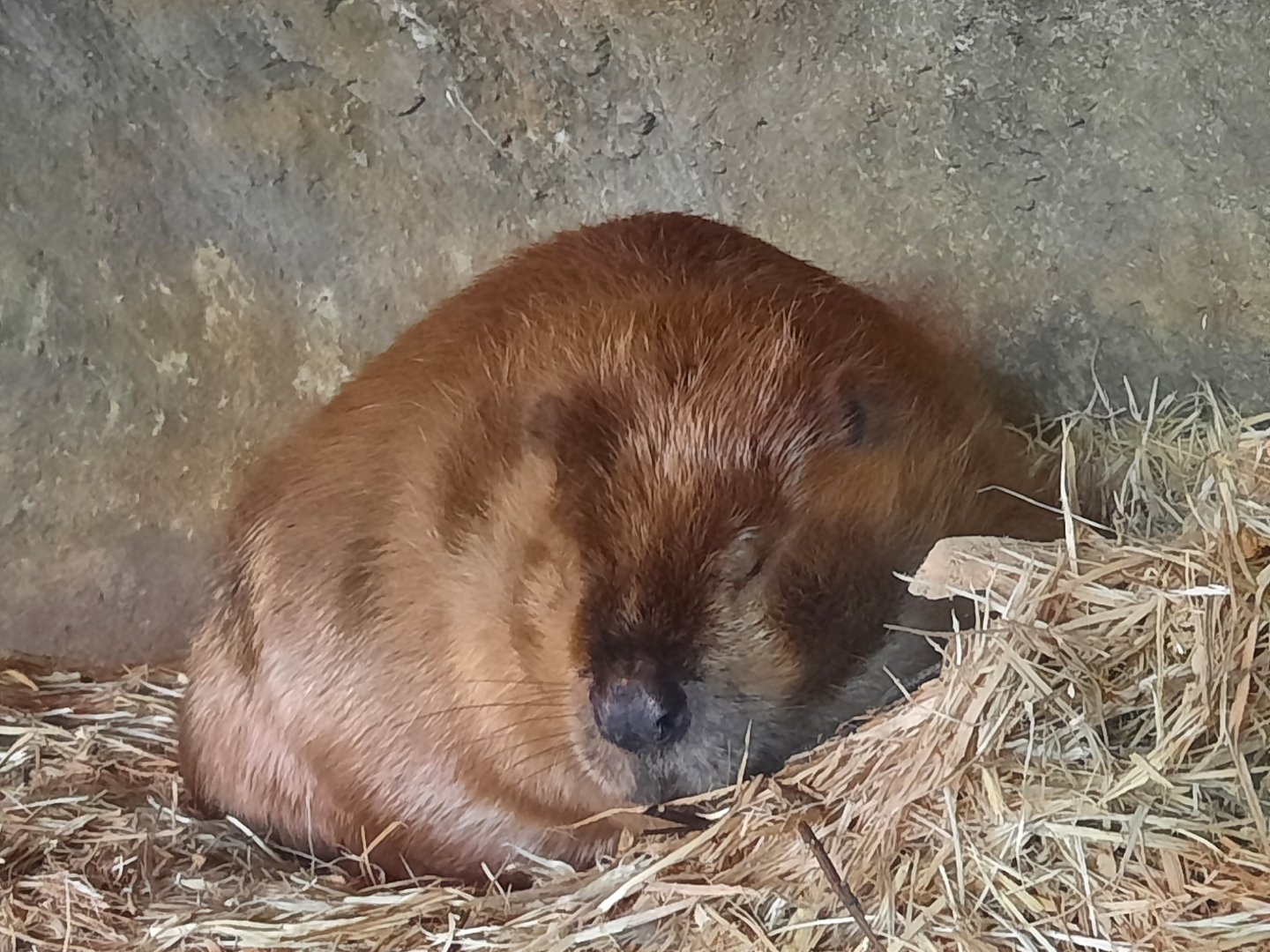 American Beaver