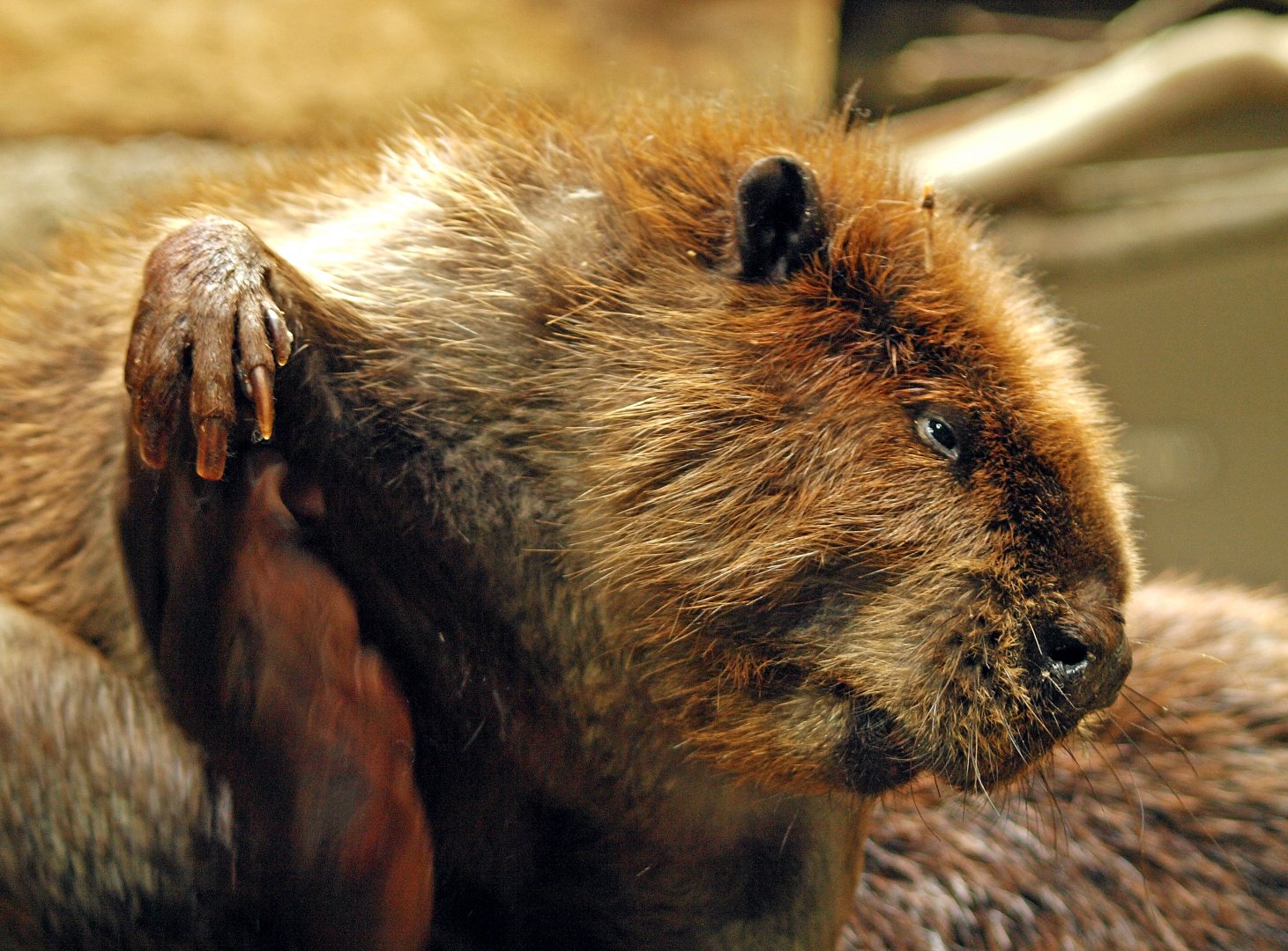 American beaver