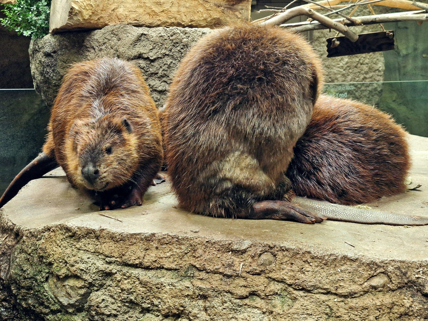 American beaver