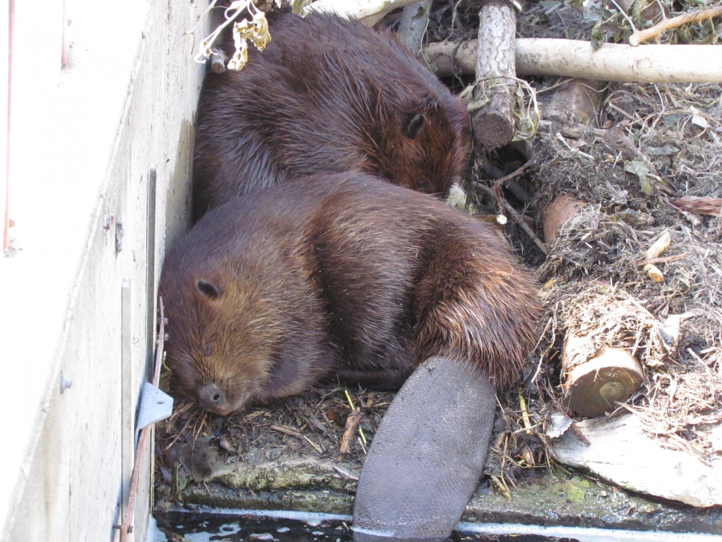 American Beaver