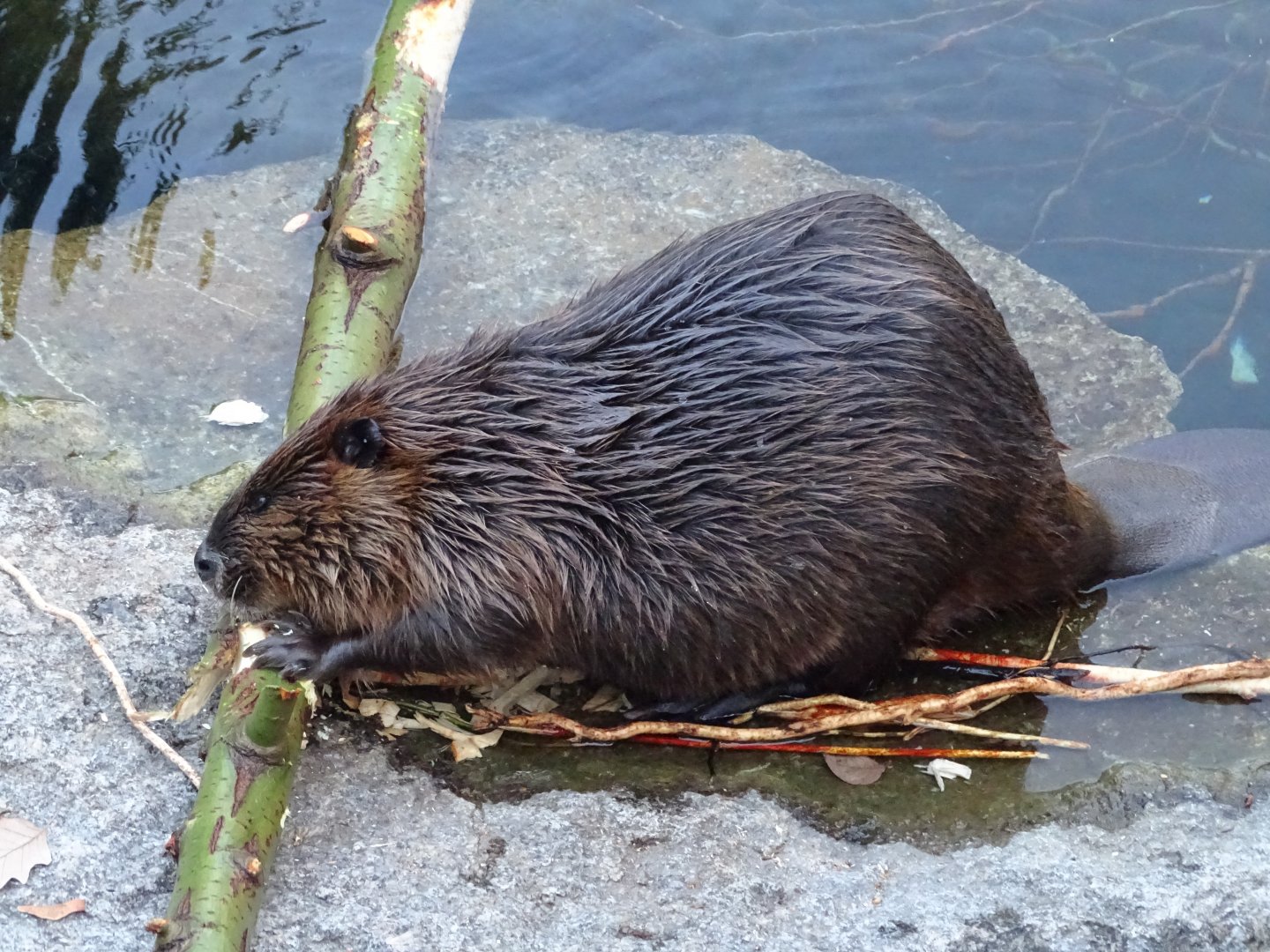 American beaver