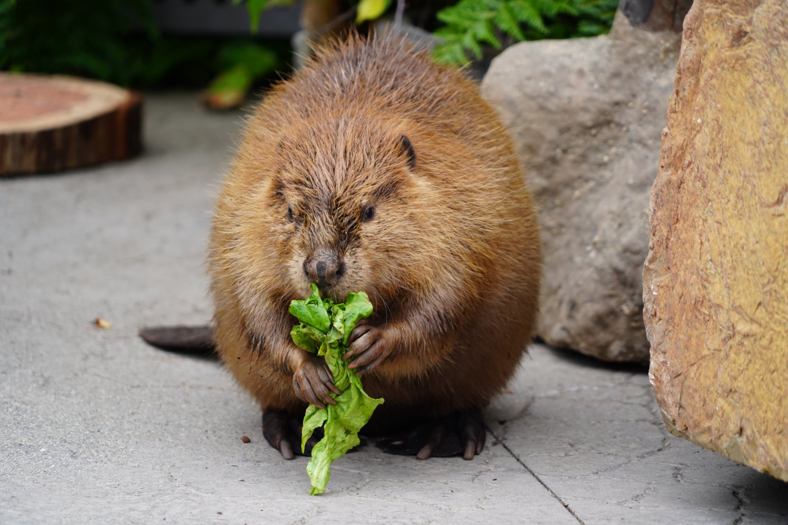 American beaver