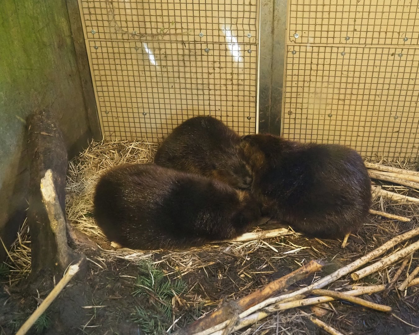 American beavers (Castor canadensis), 2023-04-30