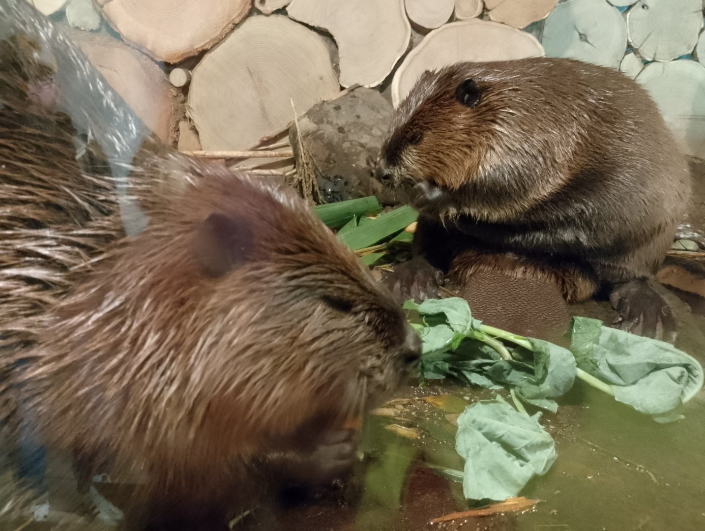 American beavers