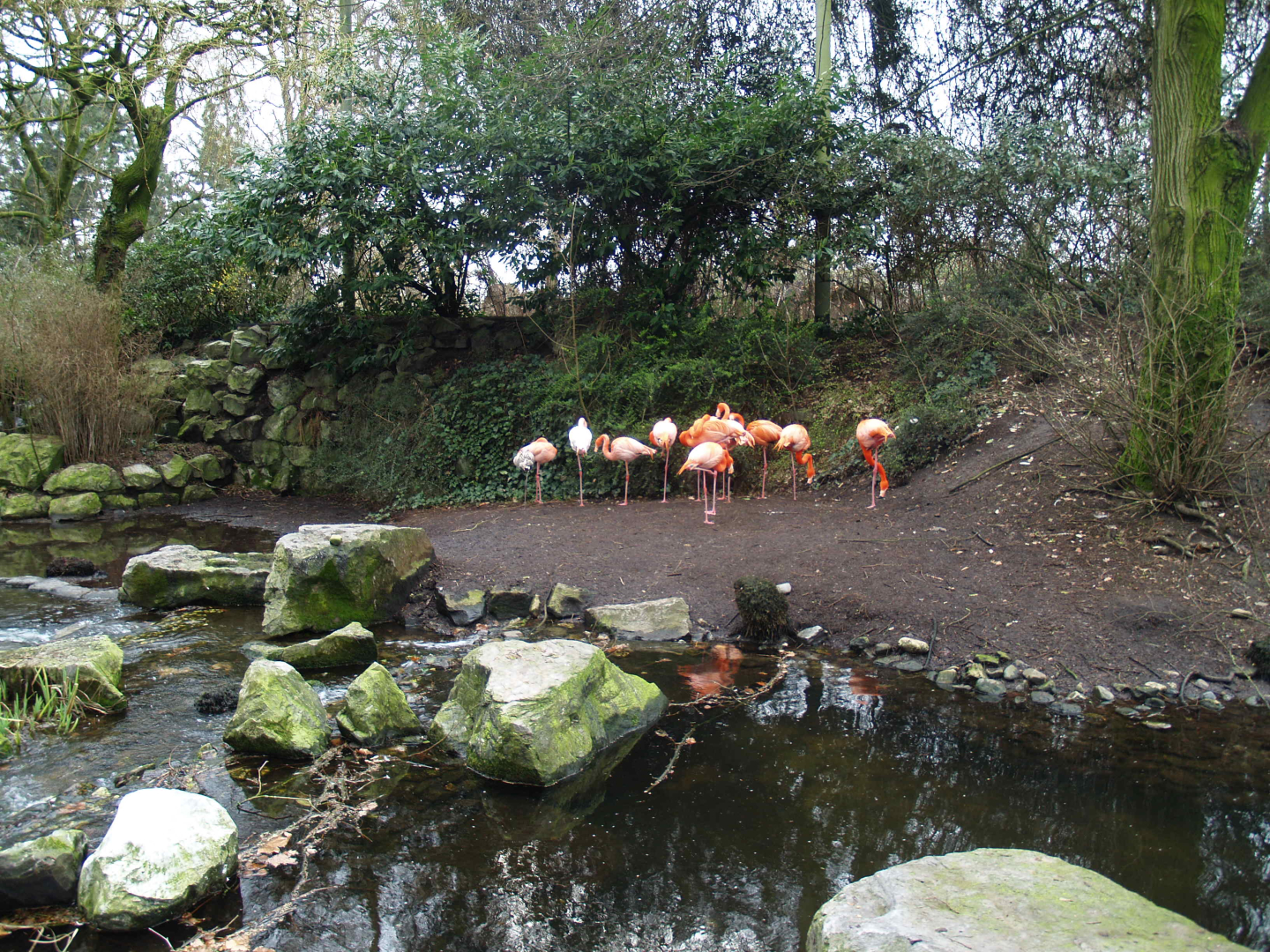 American bird garden, 2008-03-01