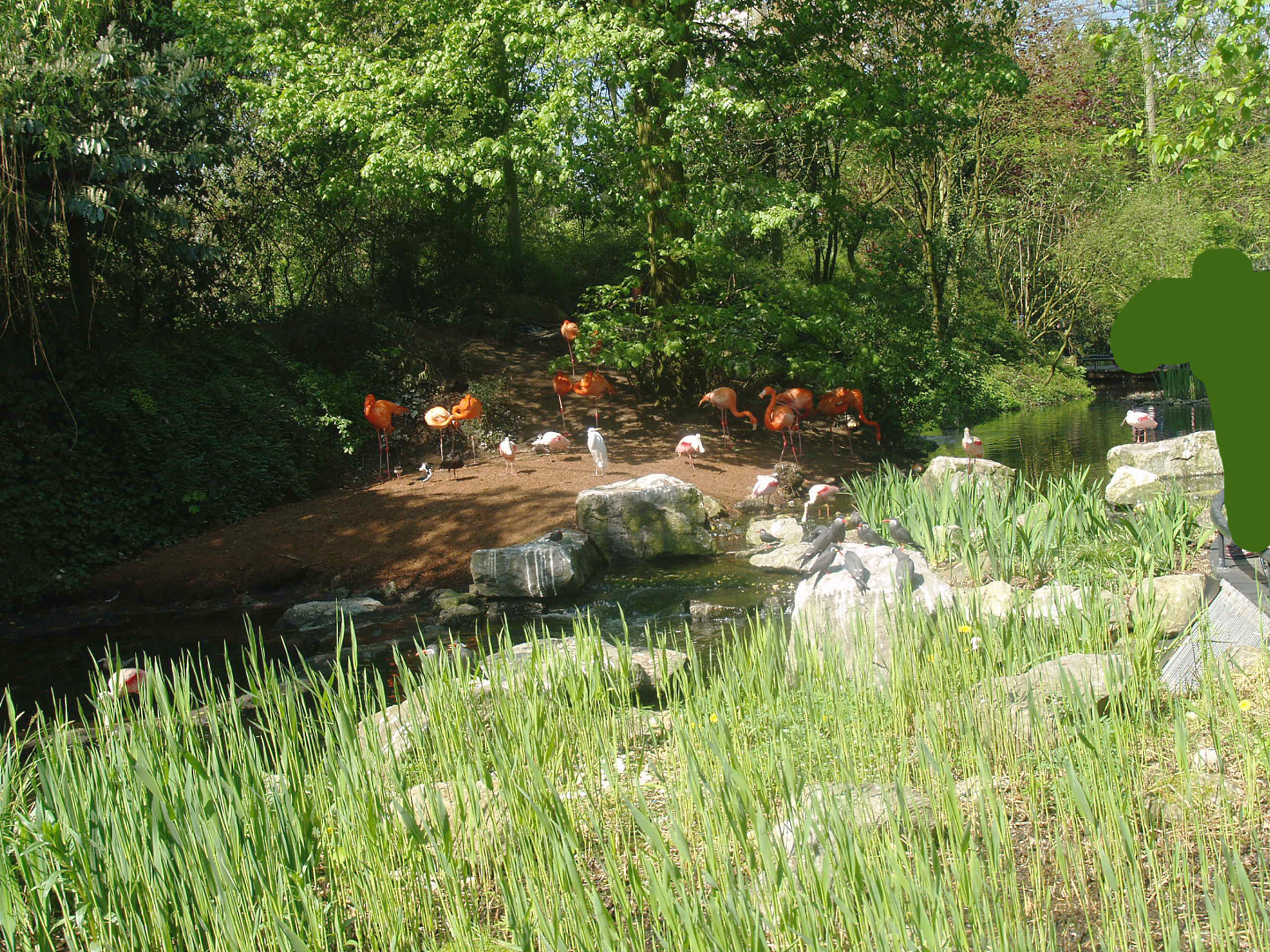 American bird garden, 2009-04-19