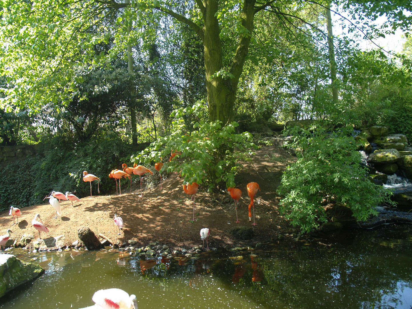 American bird garden, 2009-04-19